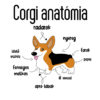 Kép 2/4 - Corgi anatómia | grafikás lány pamutpóló