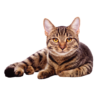 Kép 2/2 - Bengal cat | mintás vászontáska