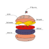 Kép 3/4 - Hamburger | grafikás férfi pamutpóló